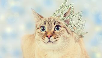 Cat Wearing Crown
