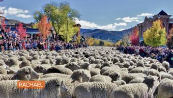 sheep festival