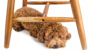dog laying under chewed wooden chair