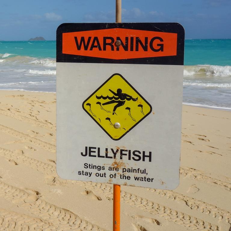 jellyfish warning sign
