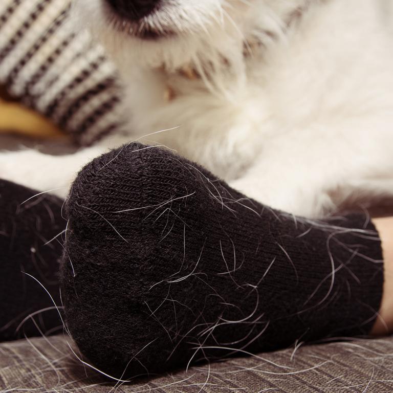 Pet Hair on Socks