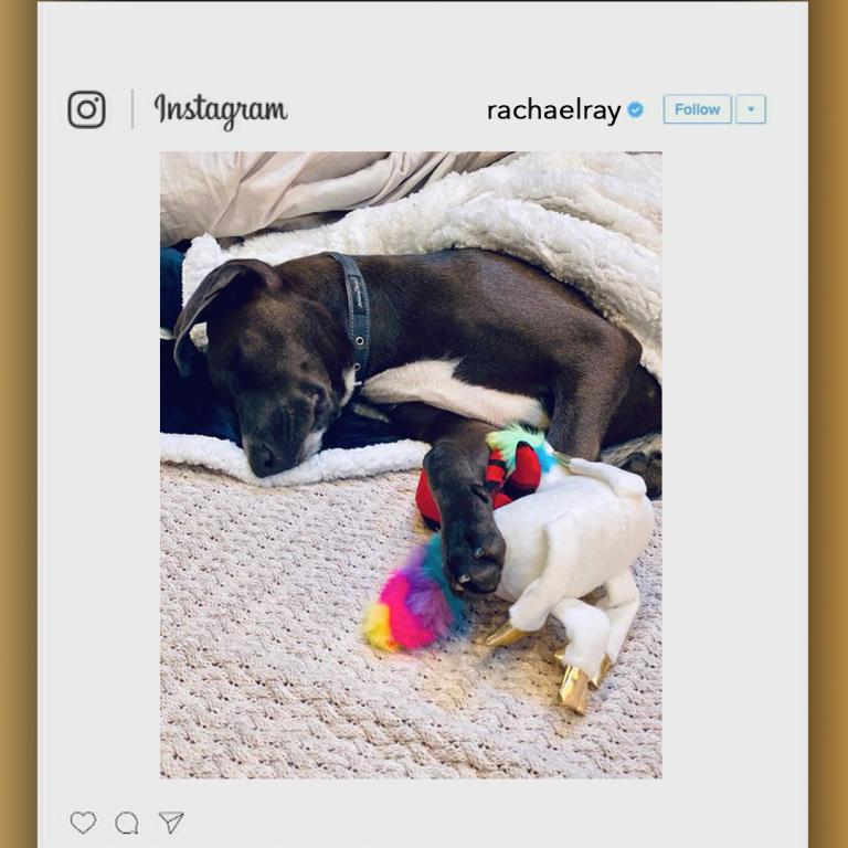 Bella with Deadpool toy from Rachael's Instagram