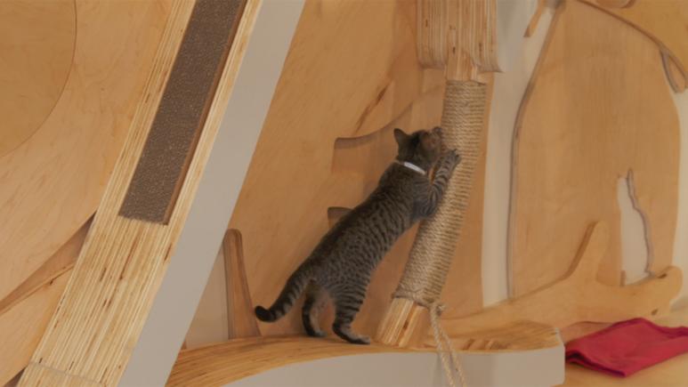 cat at scratching post