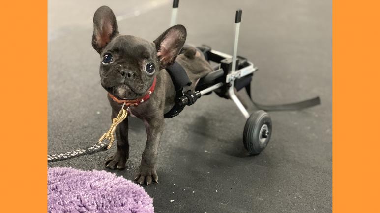 small dog with wheelchair on back legs