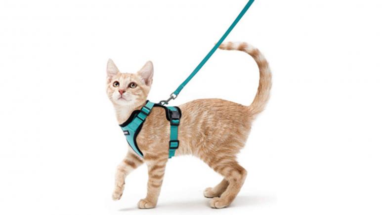 Cat Harness & Leash
